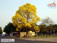 /album/fotos-da-cidade/ogaaapj7ri3rhiyuxh0hliwzdtgn2gshu5f1kky7psjk4ponjnpw6j89ngy-t5jdoq3dduate9zazq1mluzrtexzsg4am1t1umssfg6q6z7ar-2r3yf27nc7qyjh-jpg1/